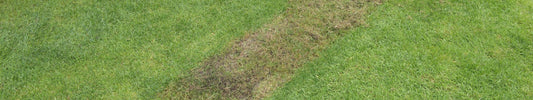Gartenarbeiten im September: Das sollten Sie jetzt erledigen