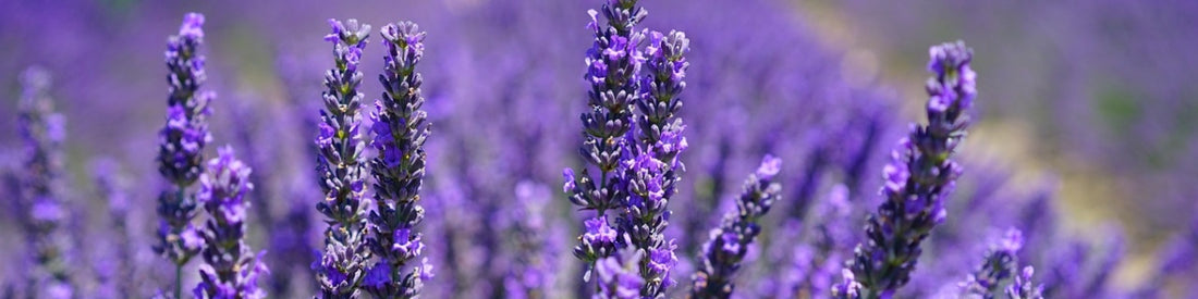 Welchen Boden braucht Lavendel?