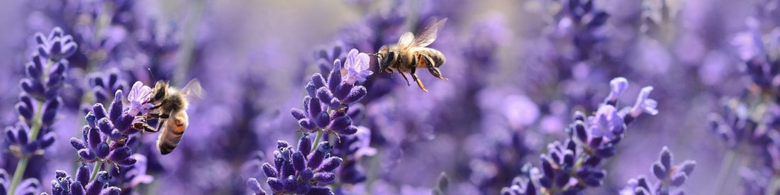 Lavendel durch Stecklinge vermehren – in 5 einfachen Schritten