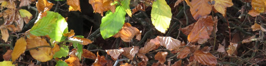 Meine Buchenhecke stirbt ab – was kann ich tun?