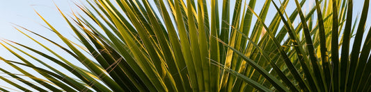 Meine Palme bekommt braune Blätter – was kann ich tun?