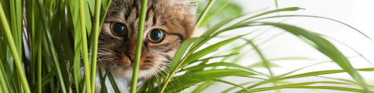 Ungiftige Zimmerpflanzen für Katzen
