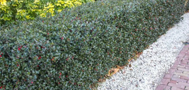 thuja brabant occidentalis Brabant Arborvitae