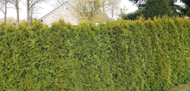 thuja baywa Thuja Virginian™ main image 1
