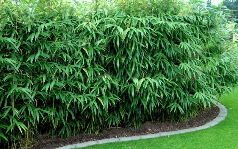 Wuchernder bambus kaufen | Schnell geliefert Gartencenter.de