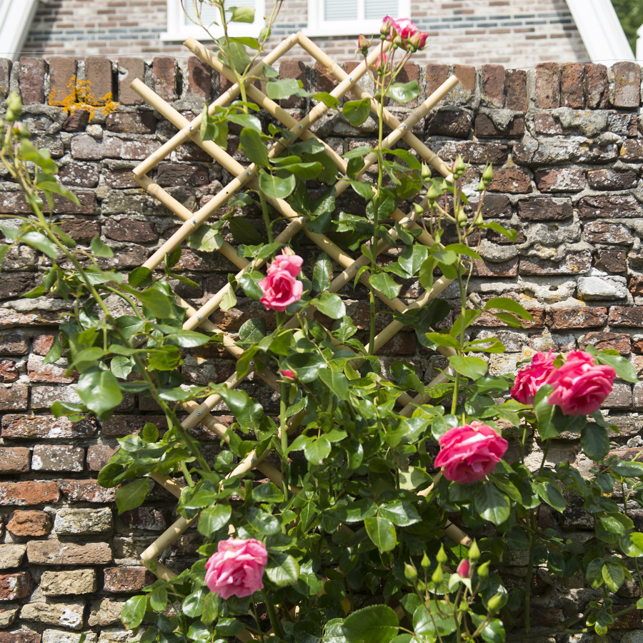 Bambus-Spaliere kaufen