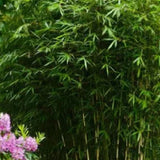 Bambus im Garten pflanzen