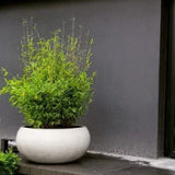 Bambus im Pflanzkübel