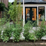 Bambuspflanzen als Hecke