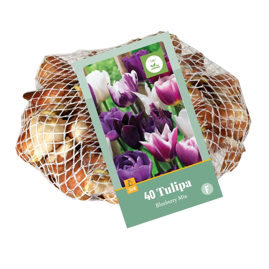 Blueberry-Tulpen Mischung