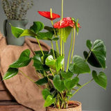 Blühende Zimmerpflanzen