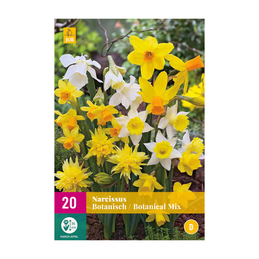 Botanischen Narzissen Mischung