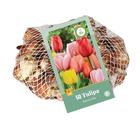 Darwin-Hybrid-Tulpen Mischung