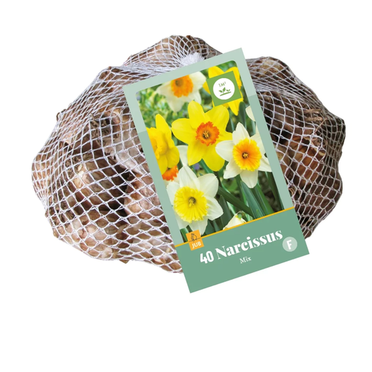 Großen Narzissen Mischung