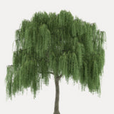 Hängeförmige Bäume