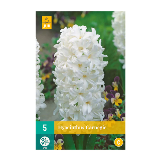 Hyazinthe Carnegie