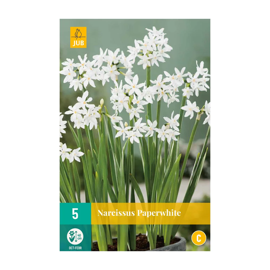 Indoor-Narzisse Paperwhite