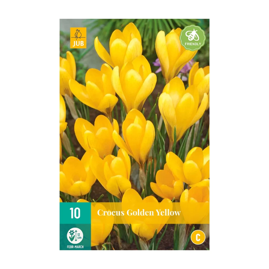 Krokussen Golden Yellow