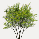 Mehrstämmige Bäume