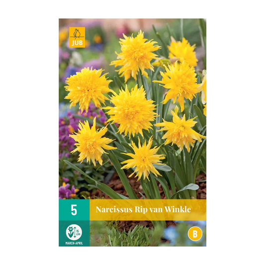 Narzissen Rip Van Winkle