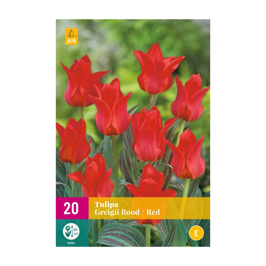 Rote Greigii-Tulpen
