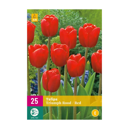 Rote Triumph-Tulpen