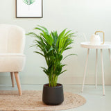 Sonnenliebende Zimmerpflanzen