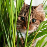 Tierfreundliche Zimmerpflanzen