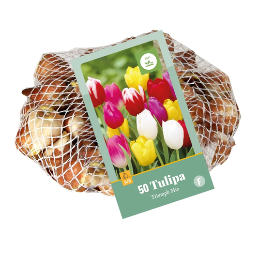 Triumph-Tulpen Mischung