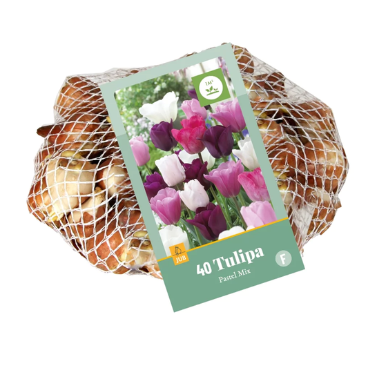 Triumph-Tulpen in Pastellfarben Mischung
