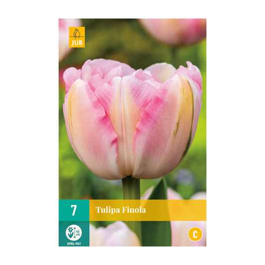 Tulpen Finola