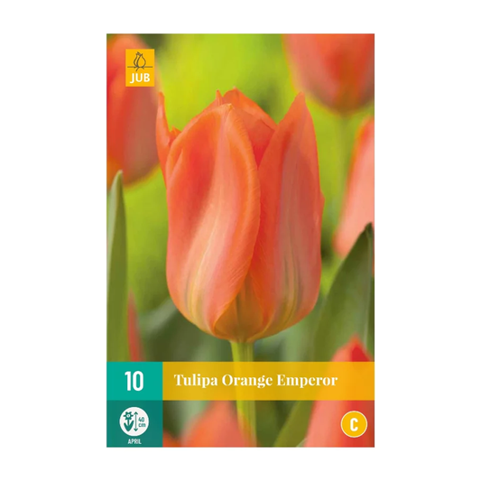 Tulpen Orange Emperor
