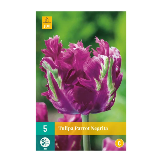 Tulpen Parrot Negrita