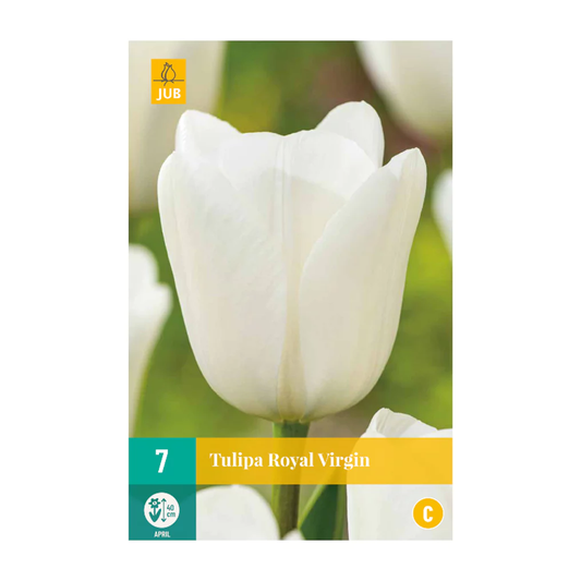 Tulpen Royal Virgin