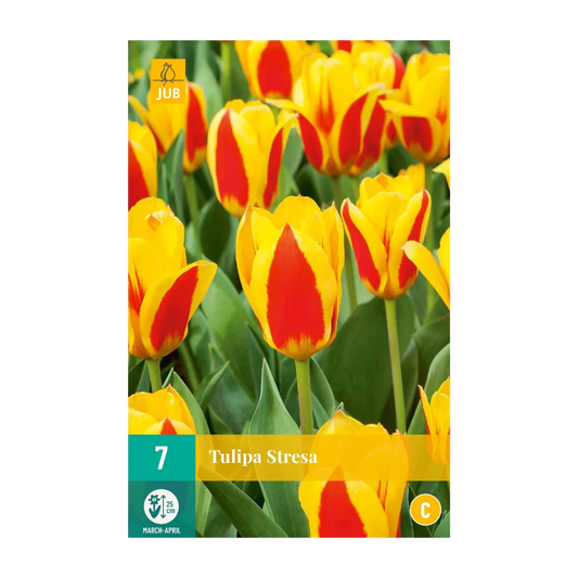 Tulpen Stresa
