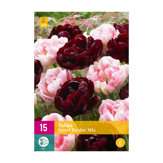 Tulpen Sweet Desire Mischung