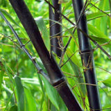 Wuchernder Bambus