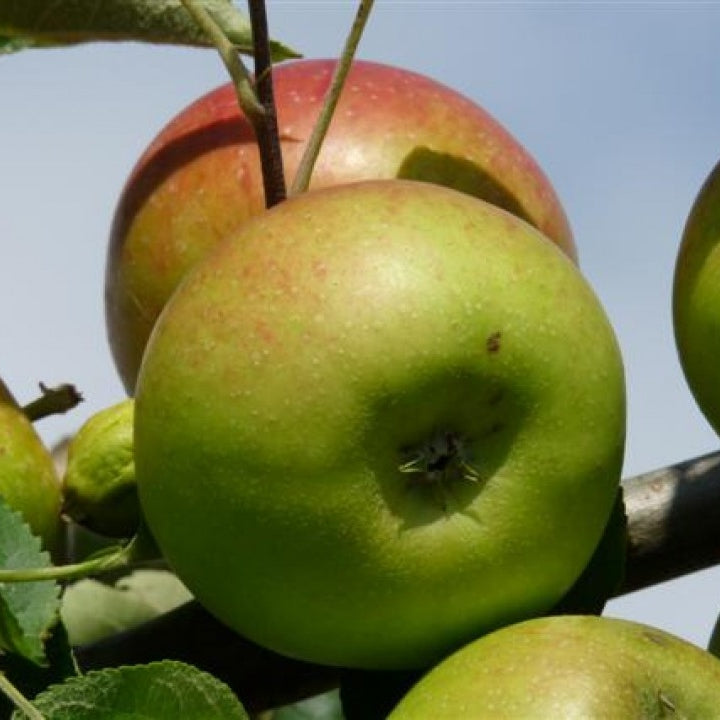 Apfelbaum 'Benoni' Halbstamm