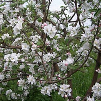 Apfelbaum 'Benoni' Halbstamm