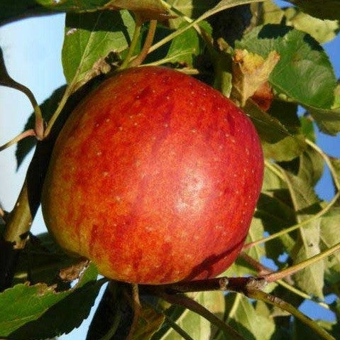 Apfelbaum 'Benoni' Halbstamm