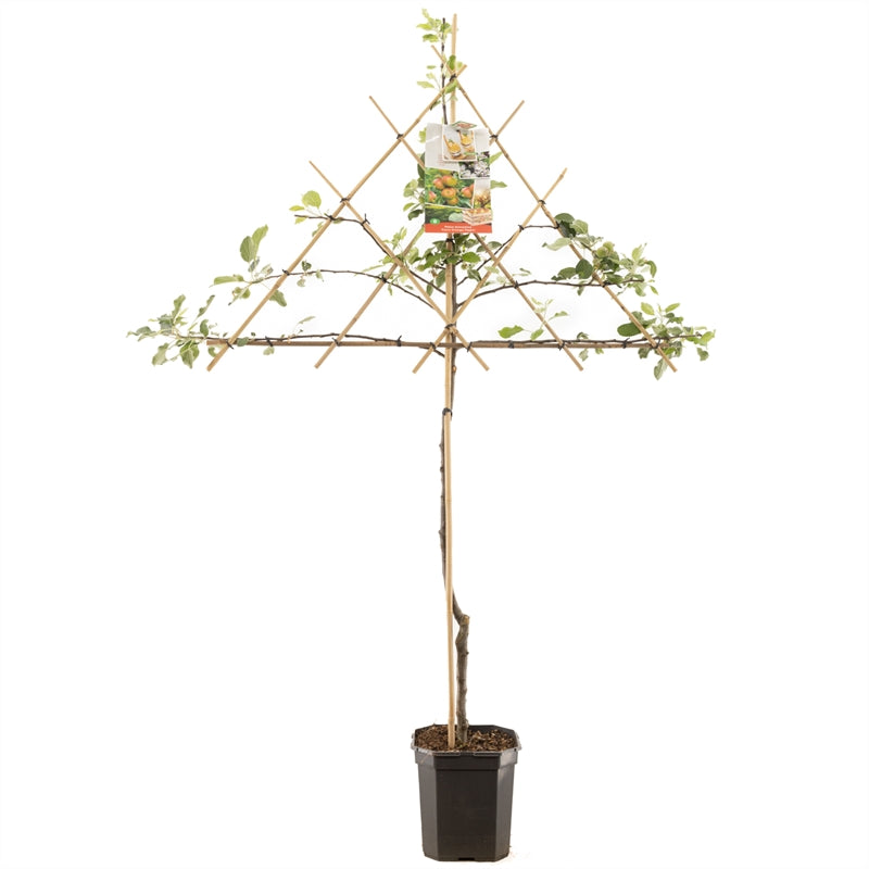 Spalier-Apfelbaum 'Cox's Orange Pippin'