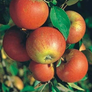 Apfelbaum 'Cox's Orange Pippin' Halbstamm