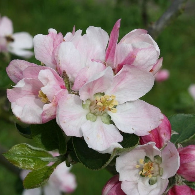 Apfelbaum 'Cox's Orange Pippin' Halbstamm