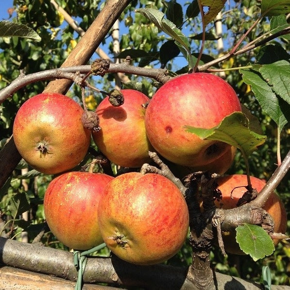 Apfelbaum 'Cox's Orange Pippin' Halbstamm