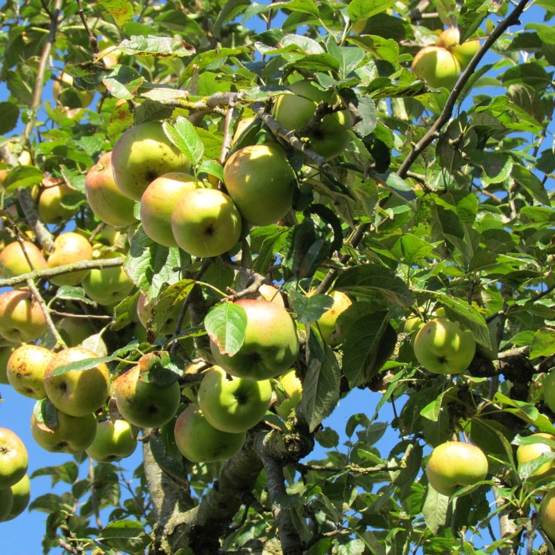 Spalier-Apfelbaum 'Elstar'