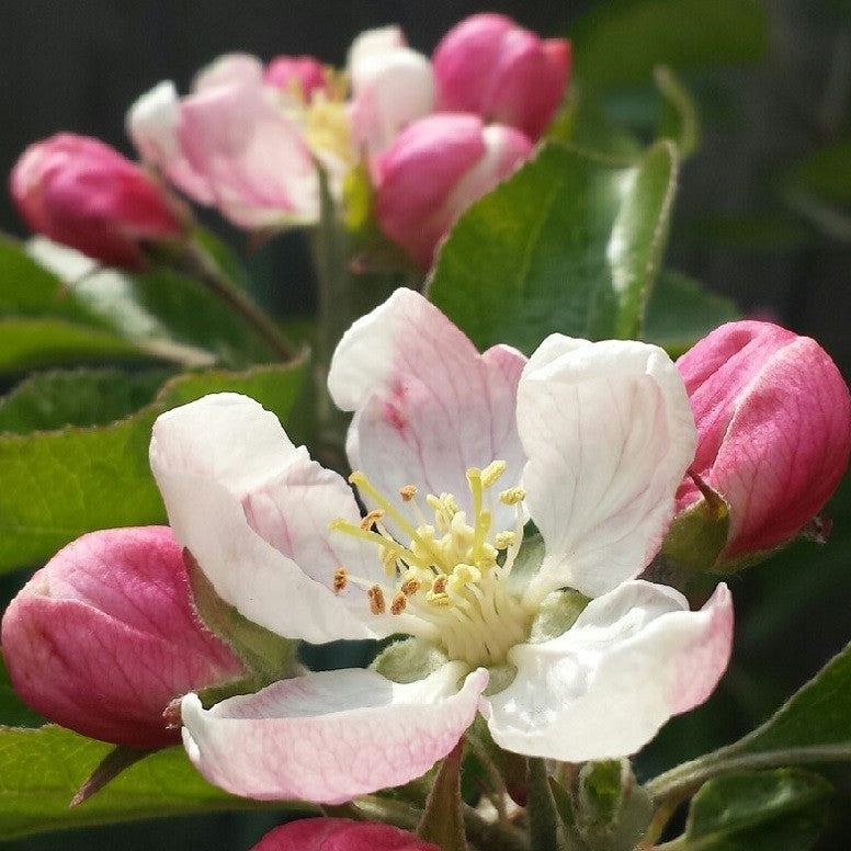 Apfelbaum 'Elstar' Hochstamm (selbstbefruchtend)
