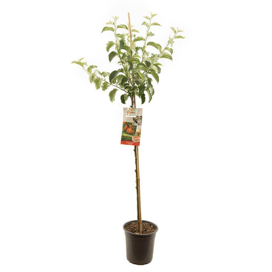 Apfelbaum 'Elstar' Hochstamm (selbstbefruchtend)