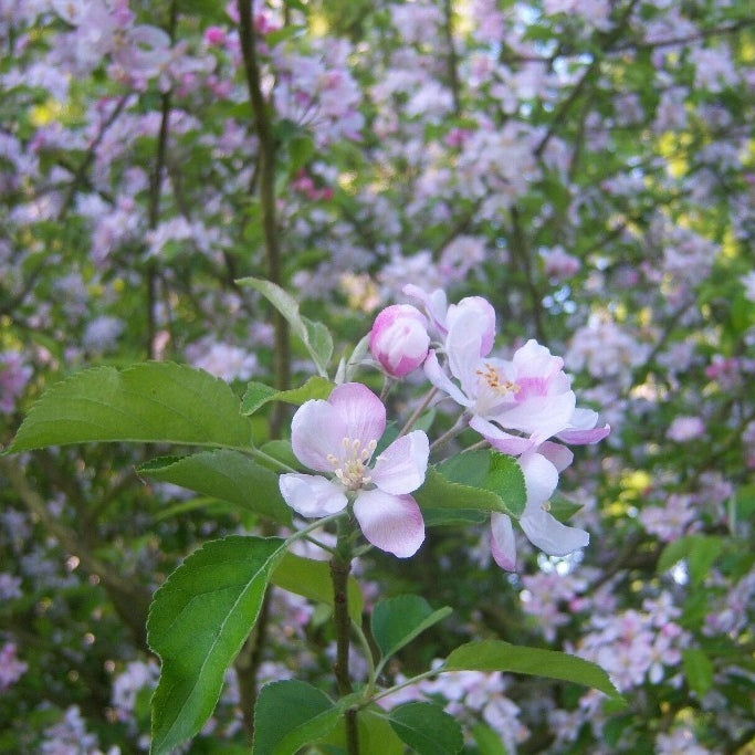 Spalier-Apfelbaum 'Golden Delicious' niedrig