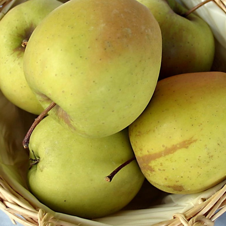 Apfelbaum 'Golden Delicious' Halbstamm