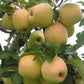 Spalier-Apfelbaum 'Golden Delicious' niedrig
